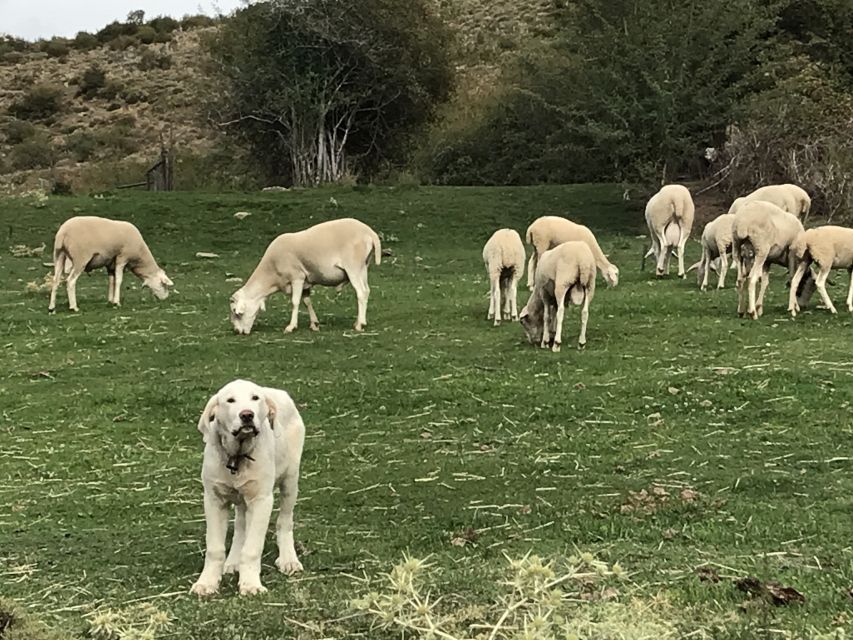 Sierra Nevada Small Group E-Bike Tour - Forest roads, rural farms, and white villages