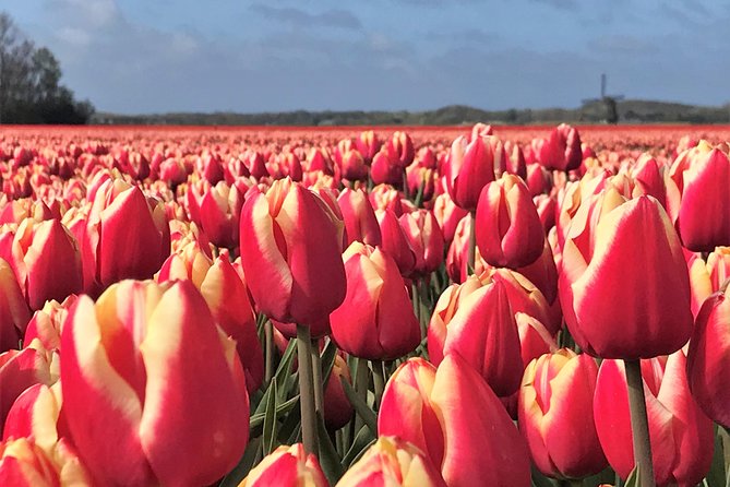 Small Group Tulip and Spring Flower Fields Bike Tour - Why cycling is the right way to see the tulips