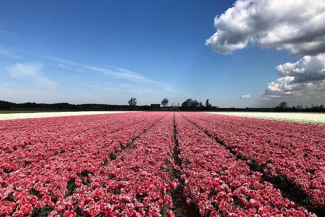 Small Group Tulip and Spring Flower Fields Bike Tour - What the three-and-a-half-hour ride feels like