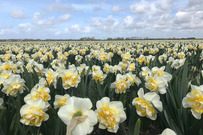 Small Group Tulip and Spring Flower Fields Bike Tour - Photo stops, farms, and views toward the dunes