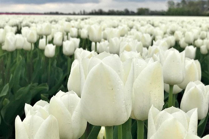 Small Group Tulip and Spring Flower Fields Bike Tour - The fitness test is modest but real