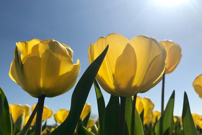 Small Group Tulip and Spring Flower Fields Bike Tour - Weather rules protect the experience