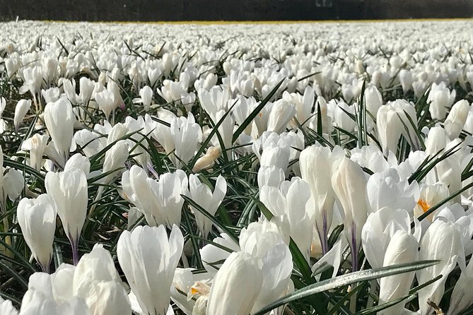 Small Group Tulip and Spring Flower Fields Bike Tour - Is $38.49 good value?