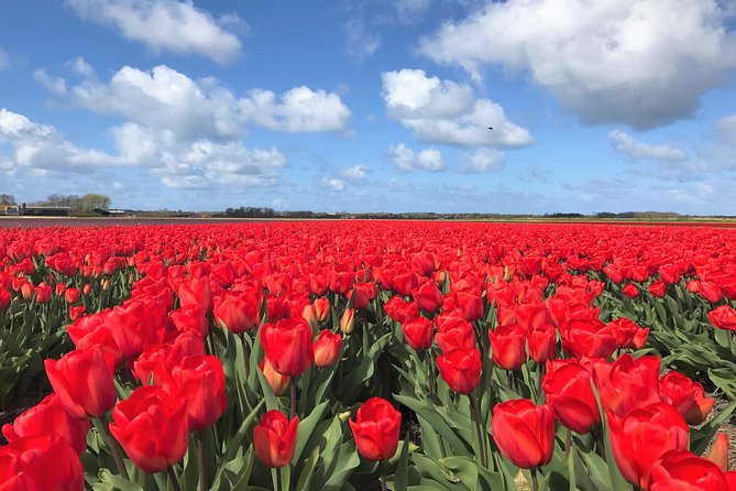 Small Group Tulip and Spring Flower Fields Bike Tour - Setting out from Canadaplein in Alkmaar