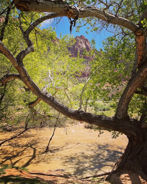Springdale: Guided eBike Tour in Zion National Park - Who will enjoy this most
