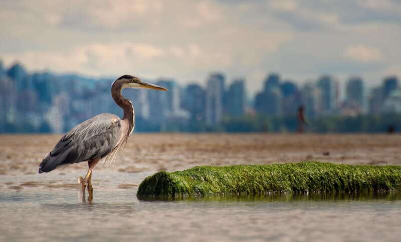 Stanley Park Self Guided Bike Tour - Lions Gate Bridge views and the park’s outer edge