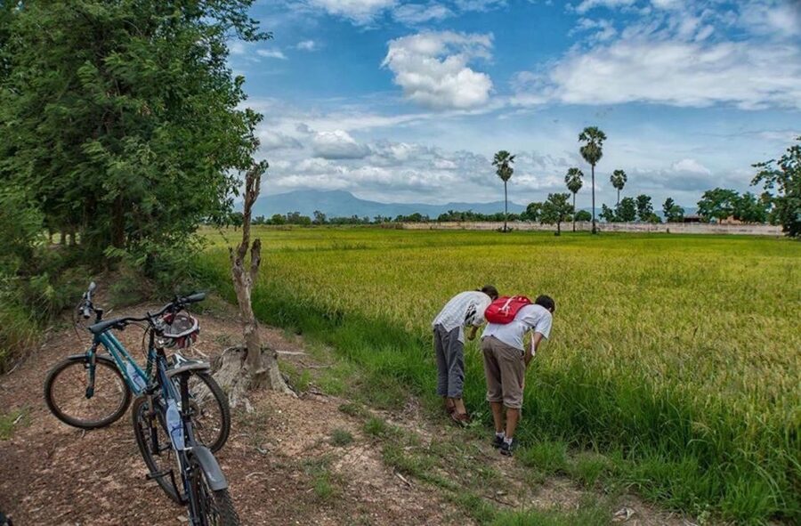 Sukhothai: Half-Day Countryside Bike Tour - Ten kilometers on dirt roads through rice paddies