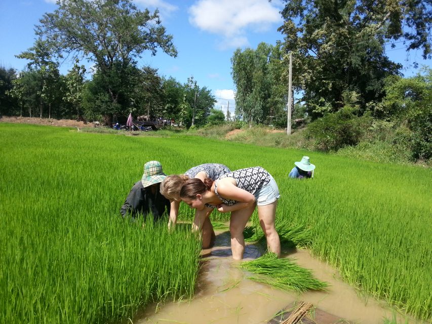 Sukhothai: Half-Day Countryside Bike Tour - Rice whiskey and local food along the way