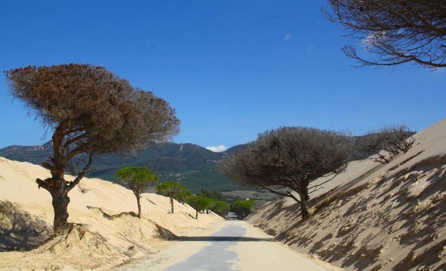 Tarifa: Ebike Rental Ruta del Estrecho - Following the route through pine woods and dunes
