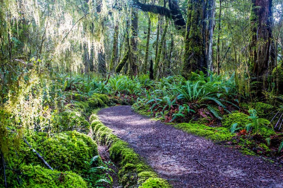 Te Anau: River Jet Boat and Bike Ride Tour with Local Guide - A 15-minute walk in Fiordland National Park