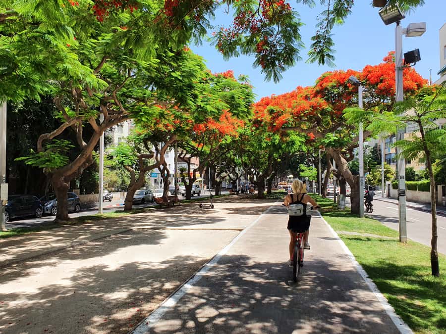 Tel Aviv 3-Hour Easy Bike Tour - Rothschild Boulevard and the Bauhaus city