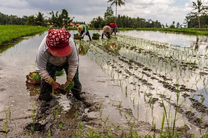 Ubud: Downhill Cycling with Volcano, Rice Terraces, and Meal - Lunch gives the day a satisfying finish