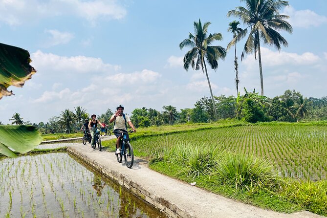Ubud eBikes Tour to Tegallalang Rice Terrace - Lunch overlooking the terraces