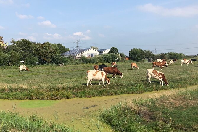 Windmill, Dairy Farms & Countryside Electric Bike Tour - The return through Amsterdam Noord